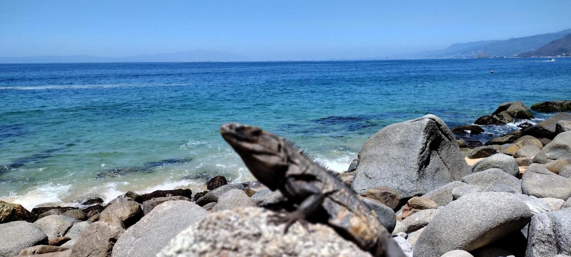Villas Del Amor Amor Puerto Vallarta Kültér fotó